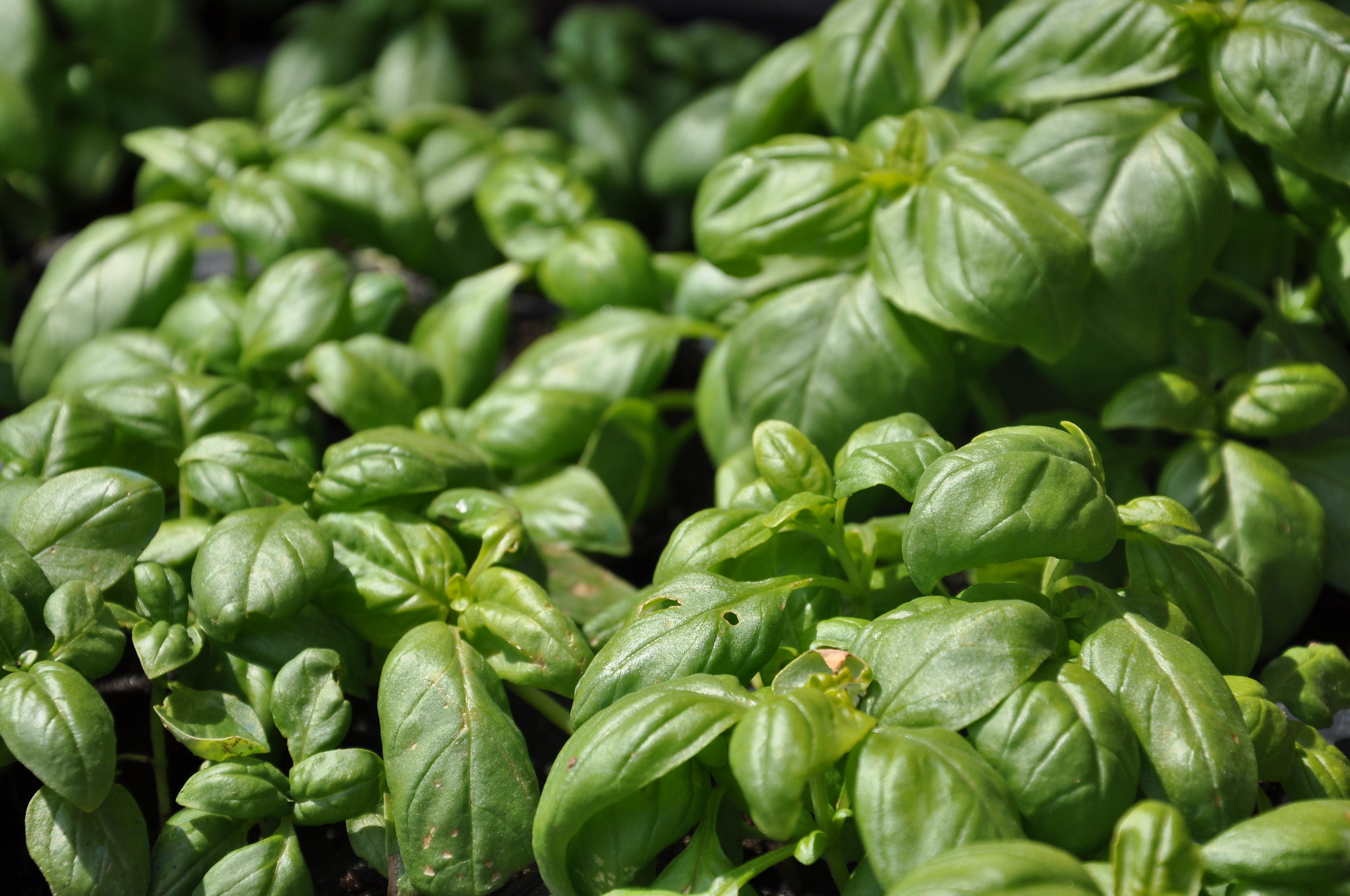 basil_plant_closeup