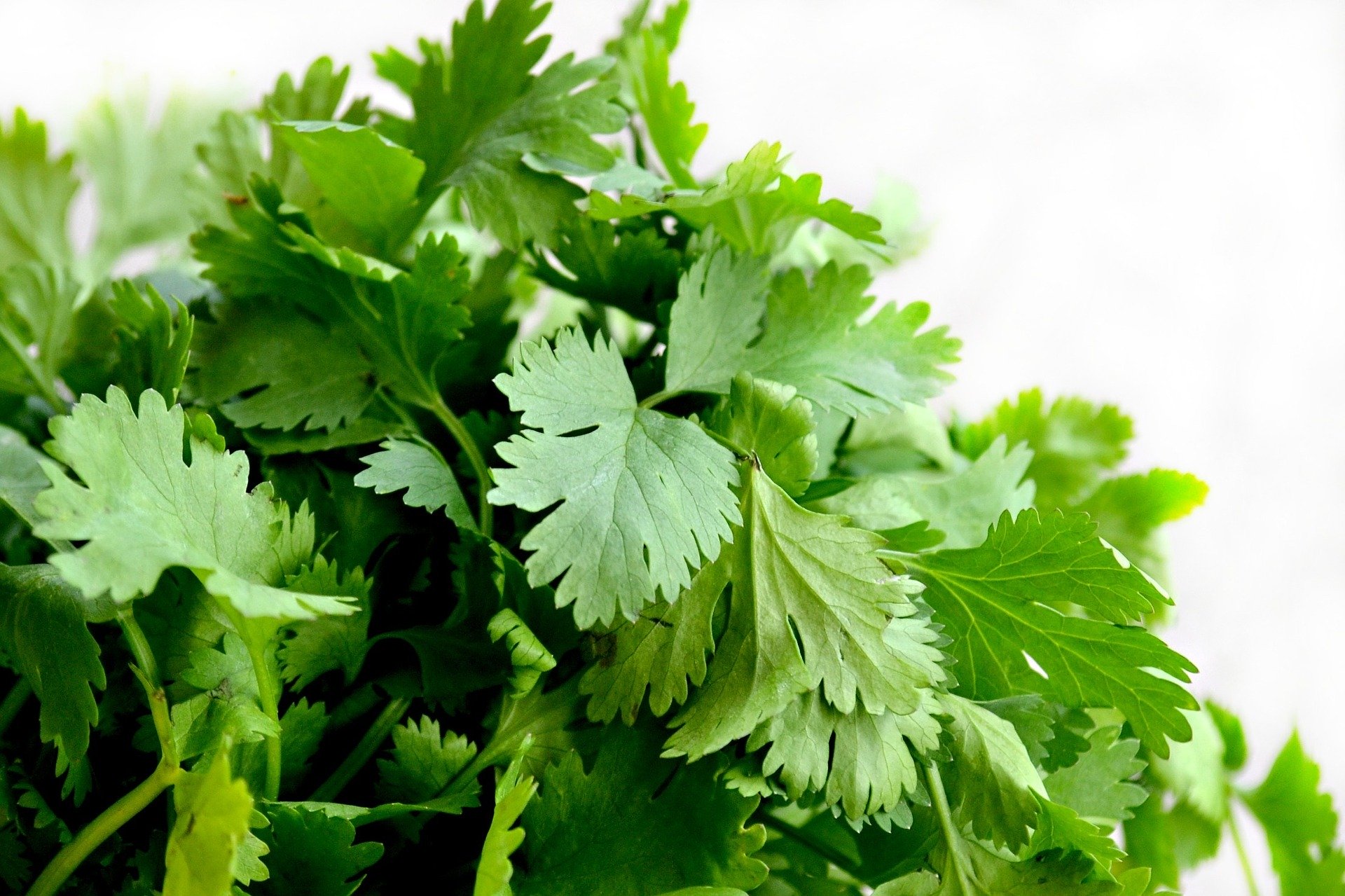 cilantro_bunch