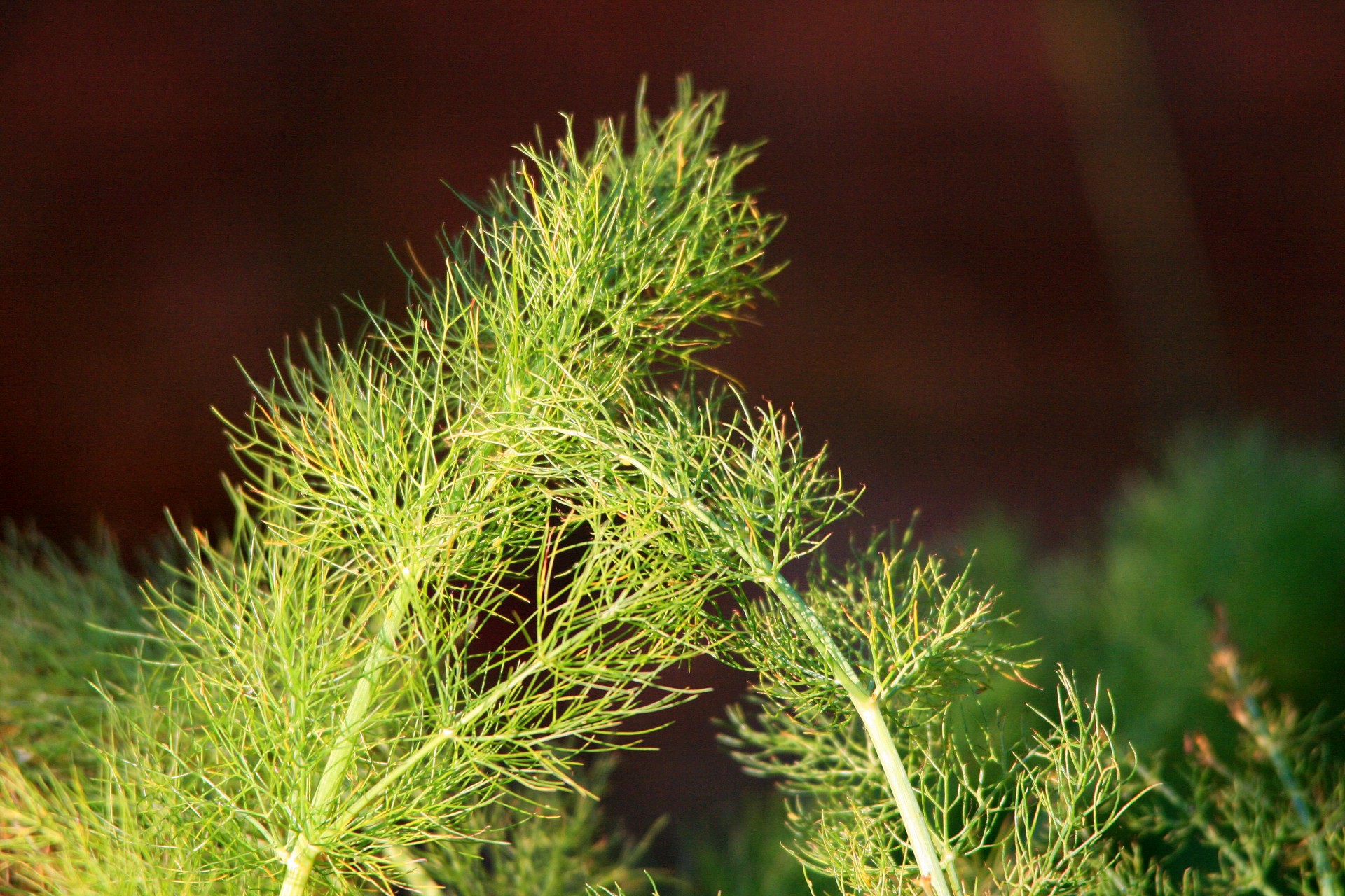 fine_green_fennel