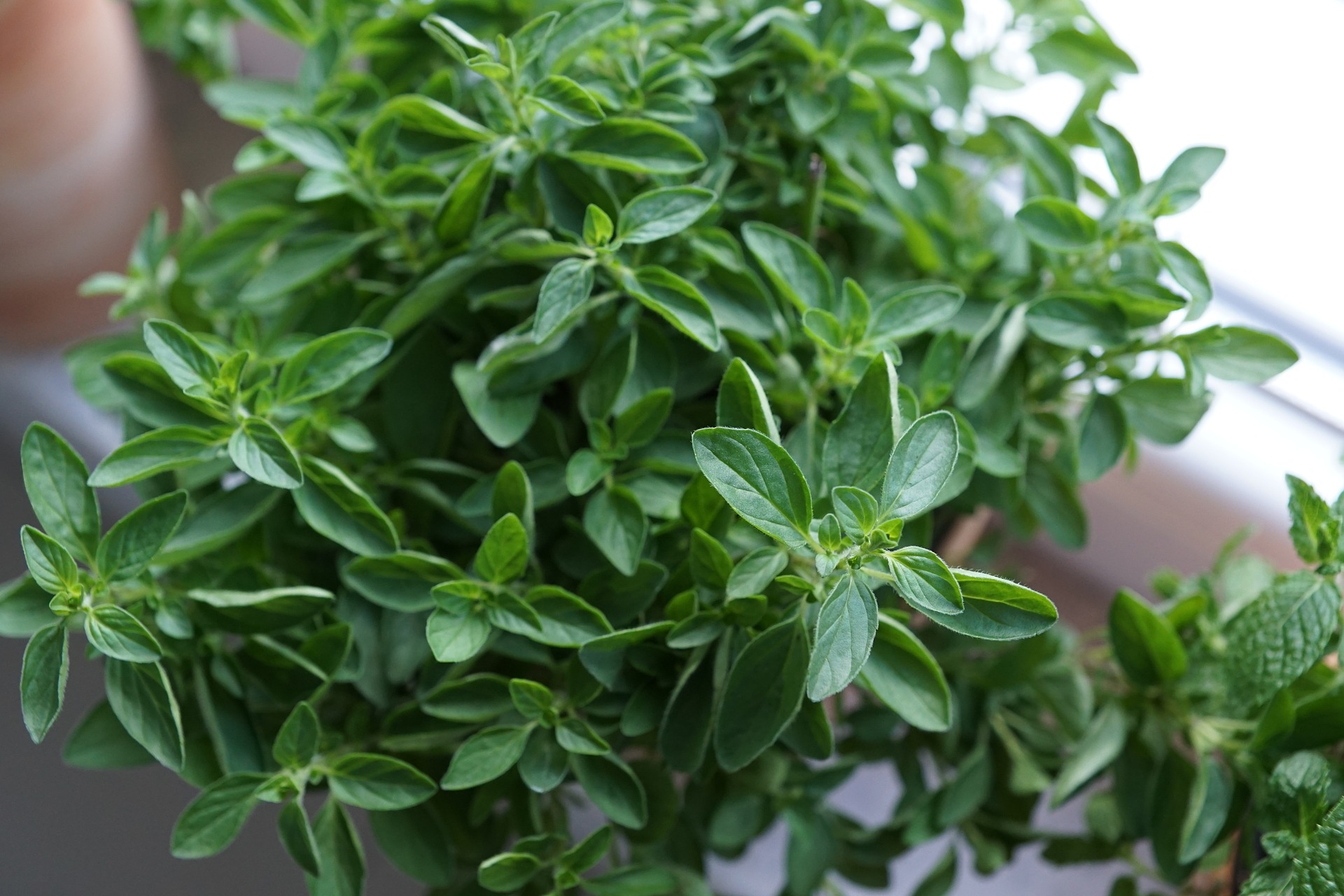 oregano_plant_close_up