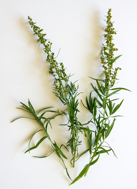 tarragon